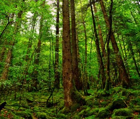 小孩运动过量就发烧