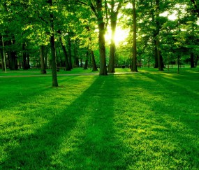 小孩发烧白细胞变低