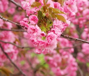 小孩打水痘疫苗后发烧头疼