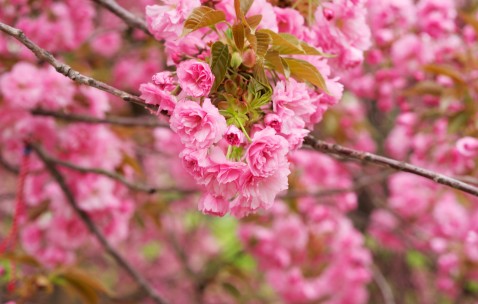 昆明供卵试管价格表公布，5家医院均拥有供卵技术！