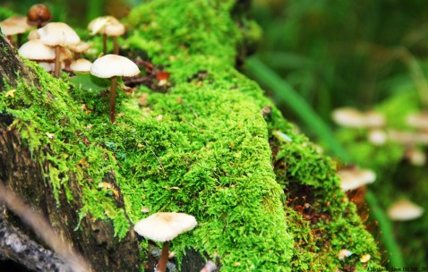 现在试管婴儿的成功率