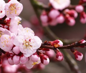 昆明供卵试管医院排名怎么样，附2024卵源等待时间！