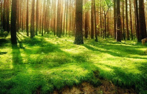 小孩发烧爱睡觉是不是脑膜炎