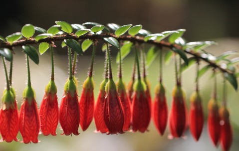 昆明供卵试管婴儿医院推荐，附供卵移植成功率统计表！