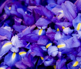 小孩早上发烧晚上可以吃虾吗