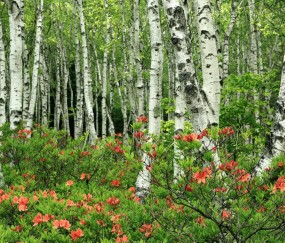 小孩发烧四肢凉病毒