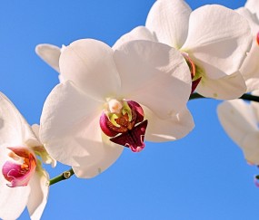 小孩晚上莫名发烧