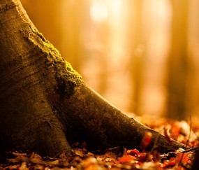 小孩发烧肚胀呕吐是什么原因