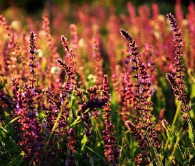 小孩上火为什么还发烧