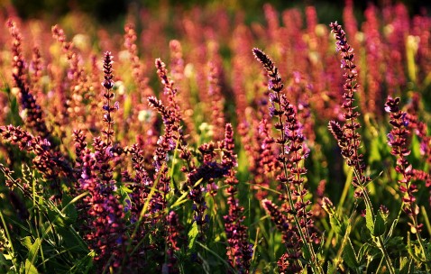 小孩上火为什么还发烧