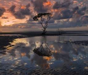 小孩反复发烧做真菌培养