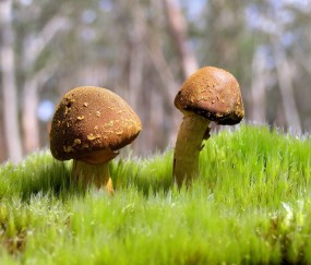 小孩发烧吊水能吃醋吗